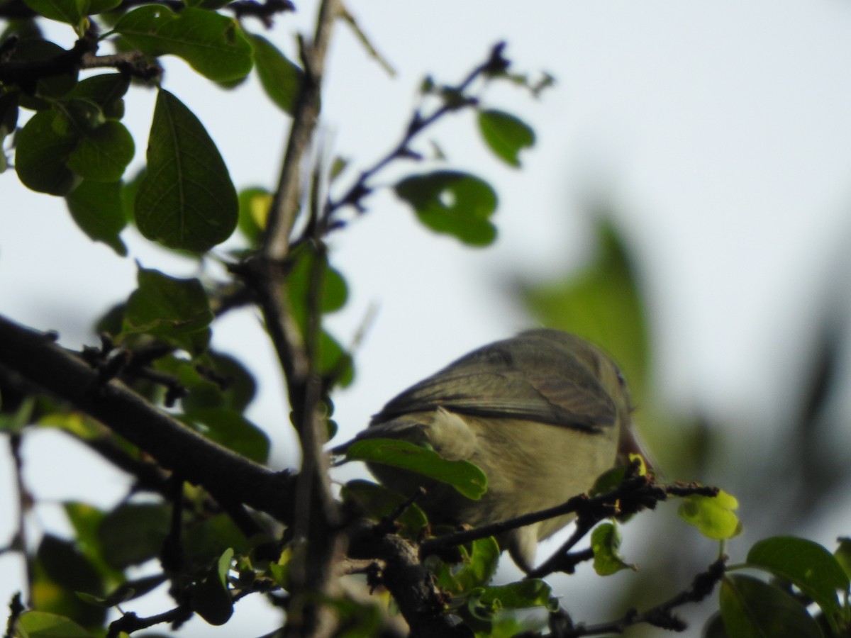 Pale-billed Flowerpecker - Arulvelan Thillainayagam