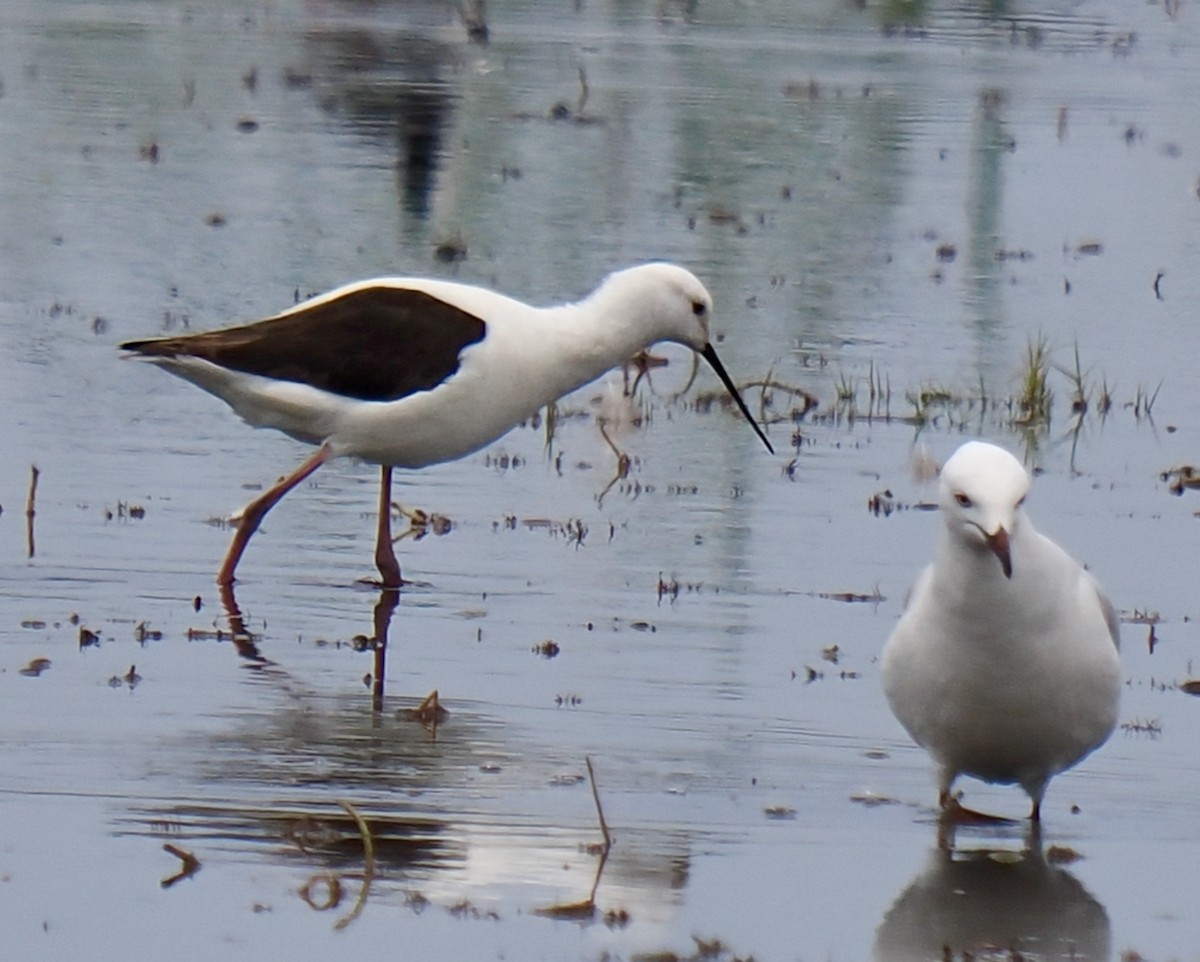 Banded Stilt - ML611895561