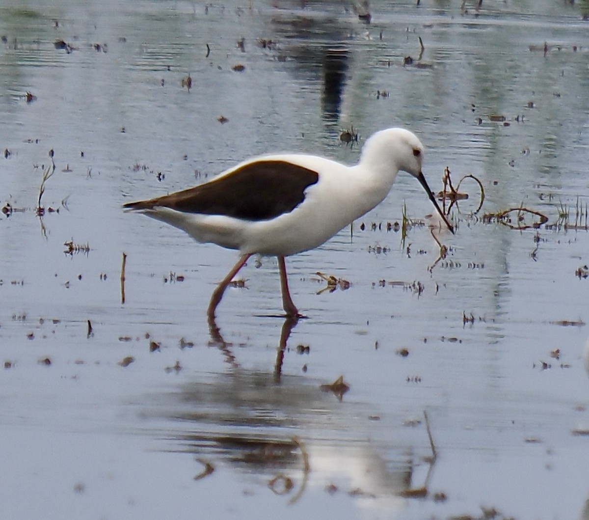 Banded Stilt - ML611895562