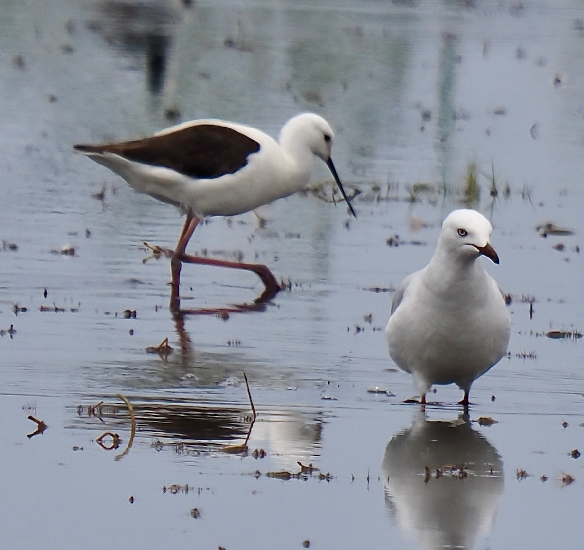 Banded Stilt - ML611895563