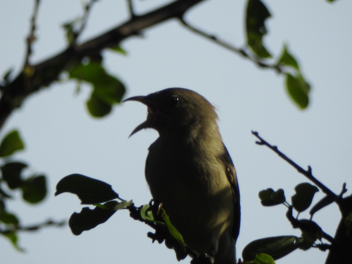 Pale-billed Flowerpecker - Arulvelan Thillainayagam