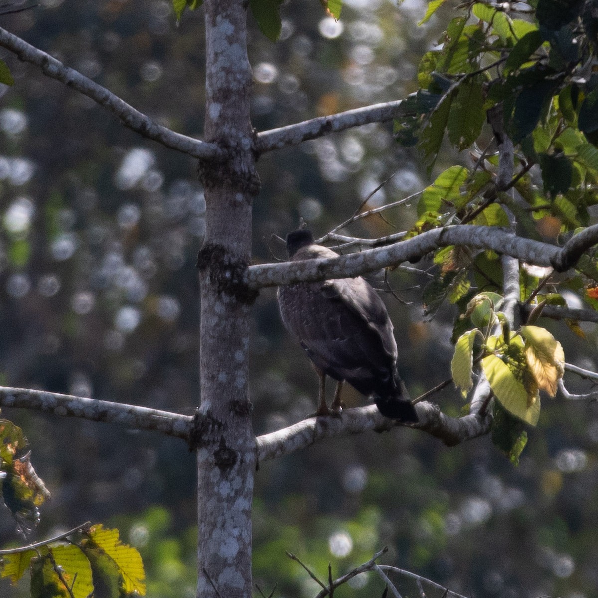 Crested Serpent-Eagle - ML611895637