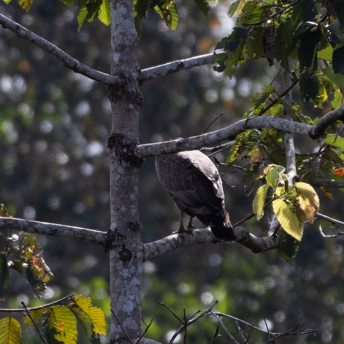 Crested Serpent-Eagle - ML611895638