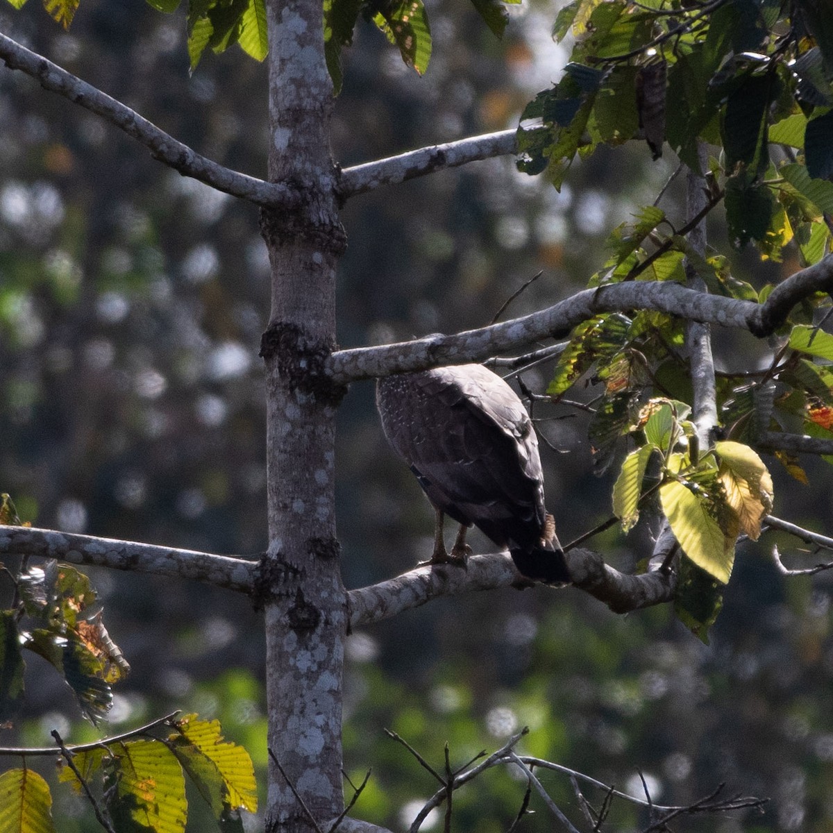 Haubenschlangenadler - ML611895638