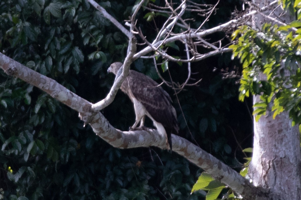 Gray-headed Fish-Eagle - ML611895640