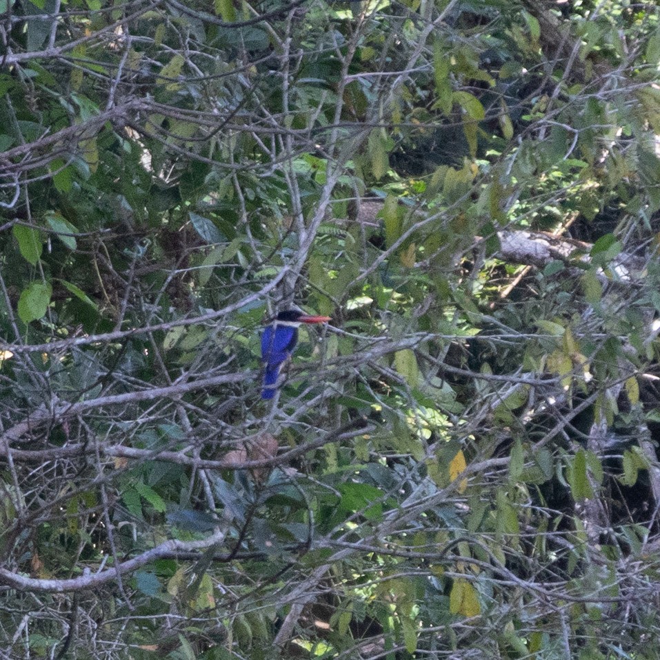 Black-capped Kingfisher - ML611895642