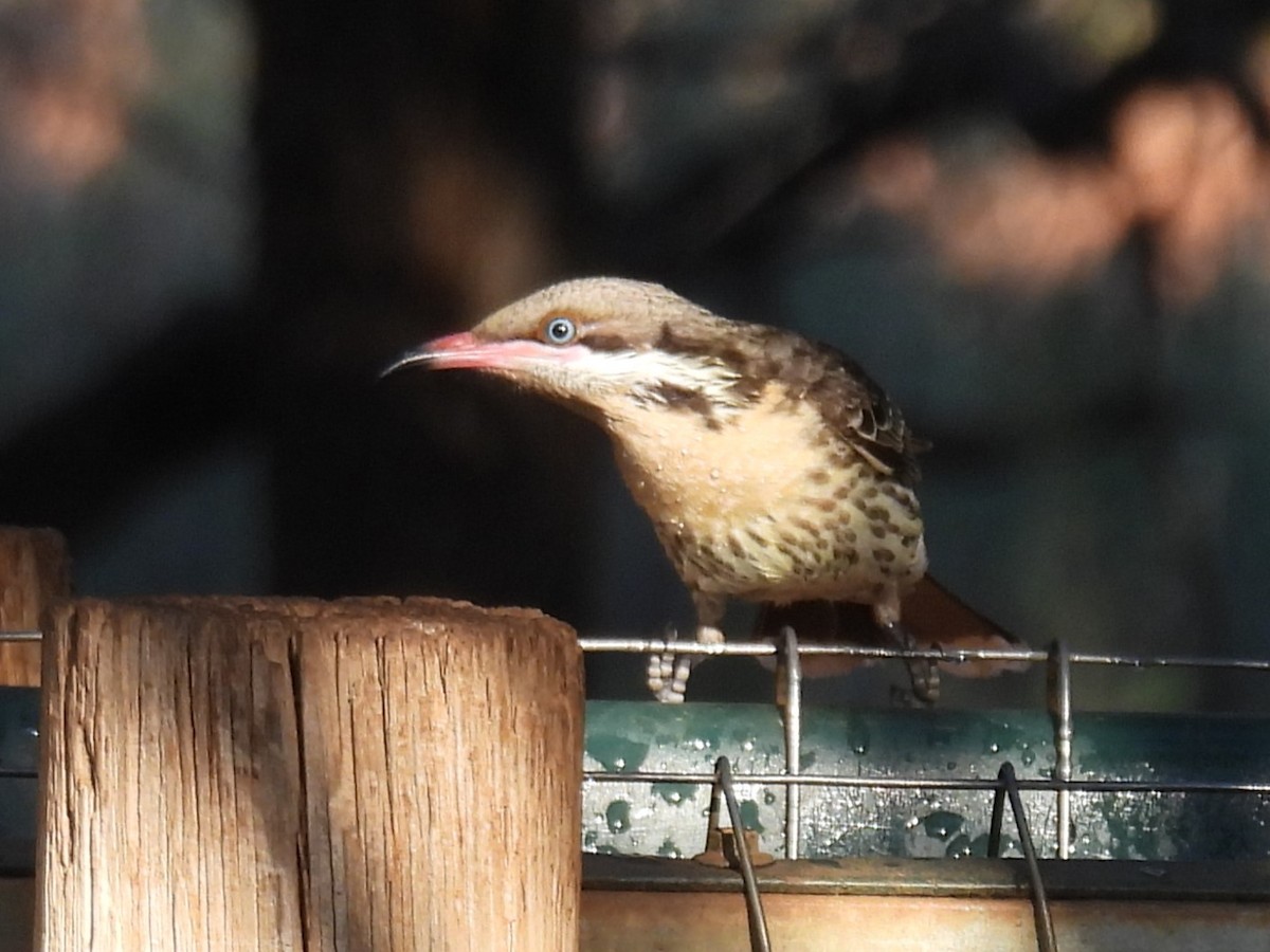 Spiny-cheeked Honeyeater - ML611895654