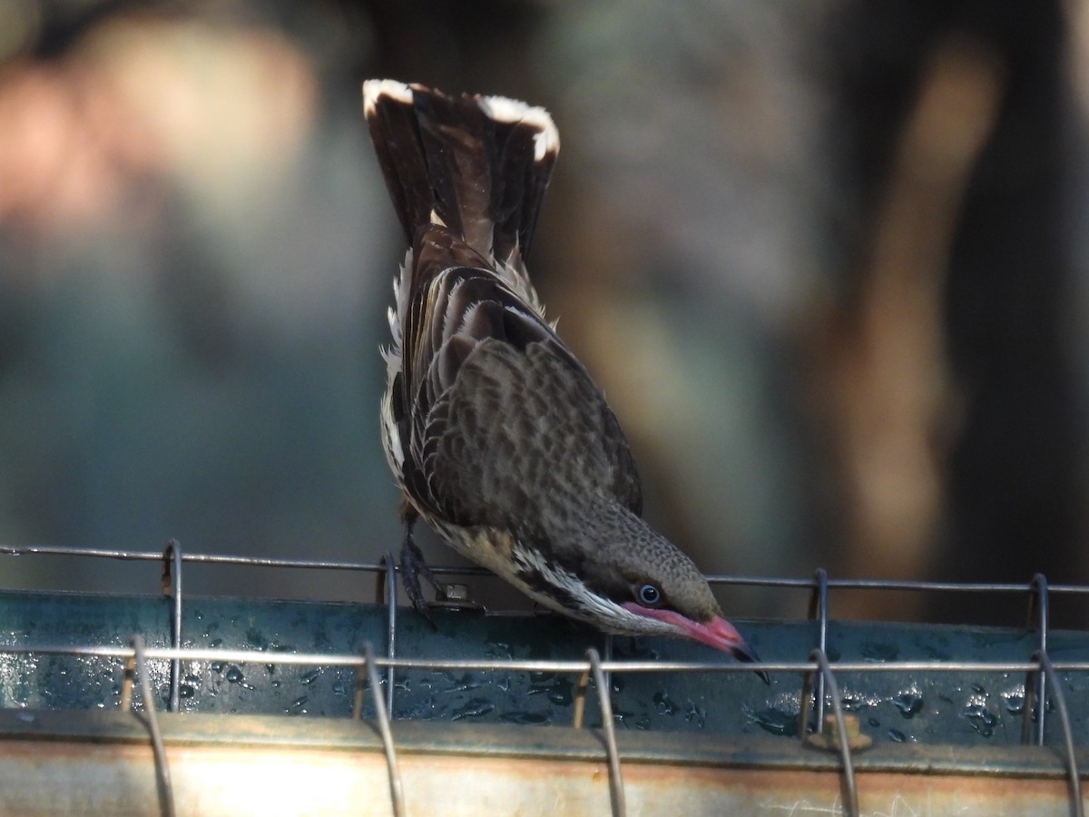 Spiny-cheeked Honeyeater - ML611895655