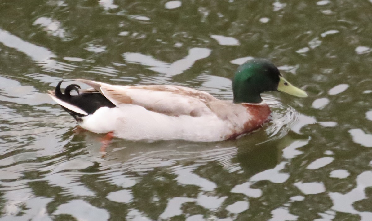 Mallard (Domestic type) - Tammy Elizabeth