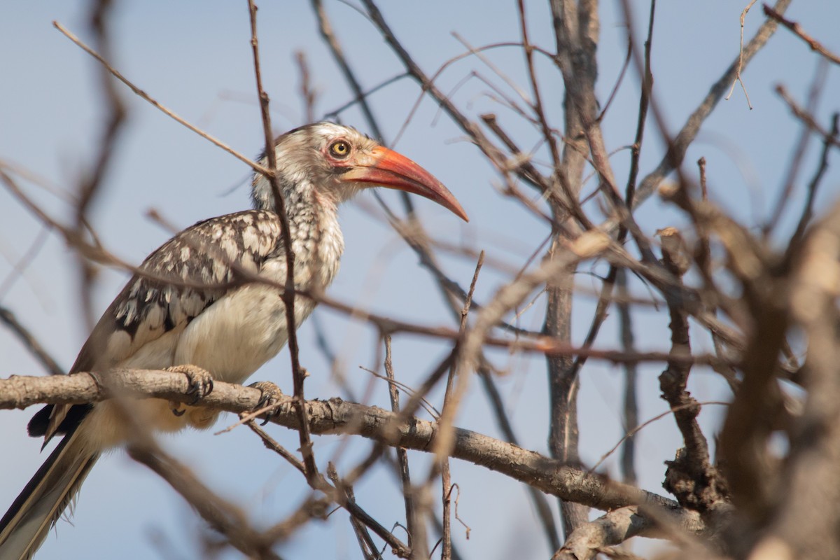 Southern Red-billed Hornbill - Retief Williams