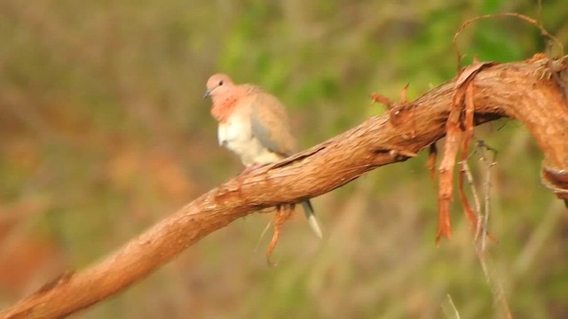 Tórtola Senegalesa - ML611895779