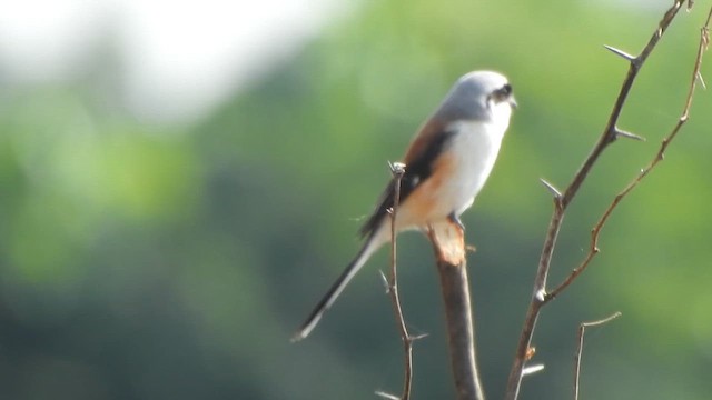 Bay-backed Shrike - ML611895785
