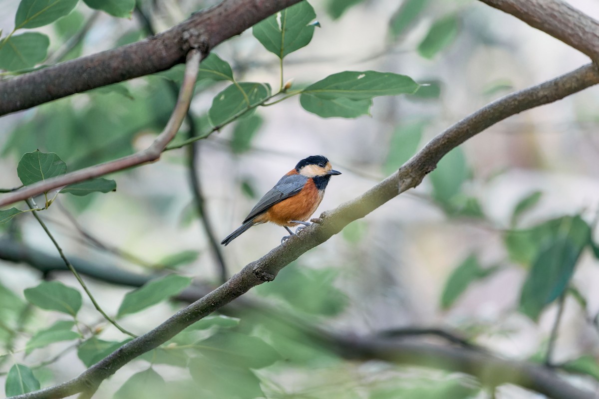 Varied Tit - ML611895796