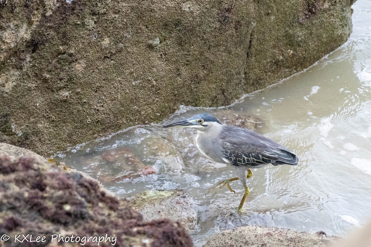 Striated Heron - ML611895856