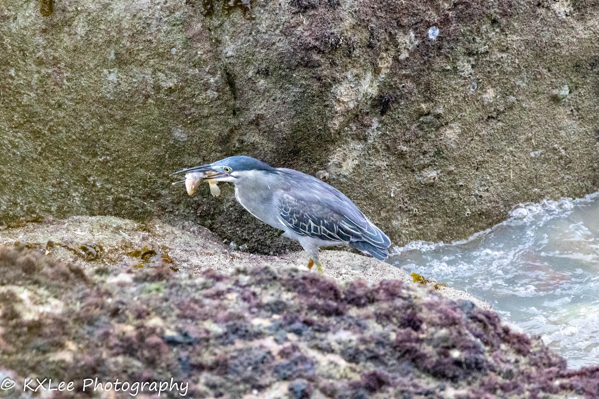 Striated Heron - ML611895857