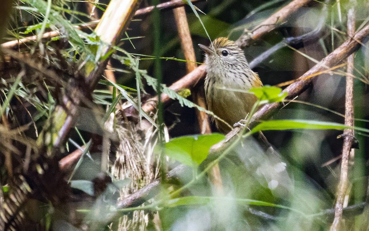 Klages's Antbird - ML611895902