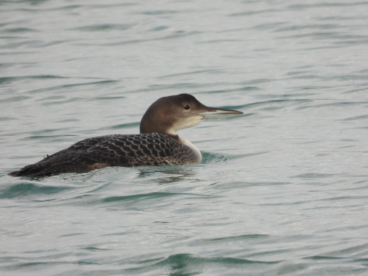 Common Loon - ML611895907