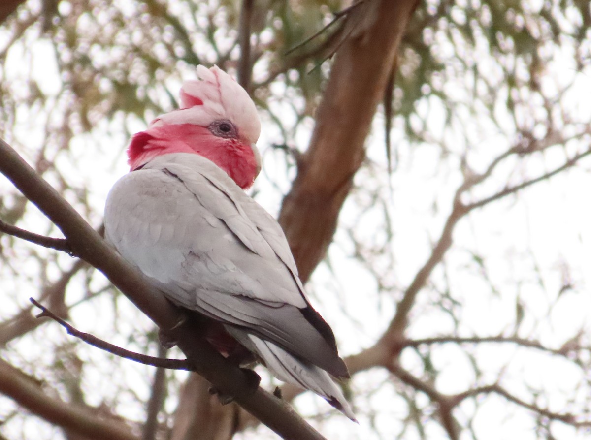 Cacatúa Galah - ML611895908