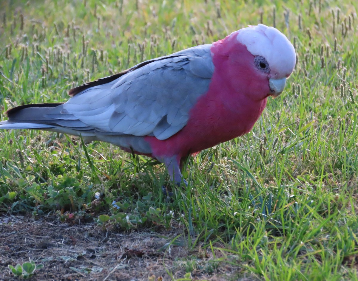 Cacatúa Galah - ML611895910