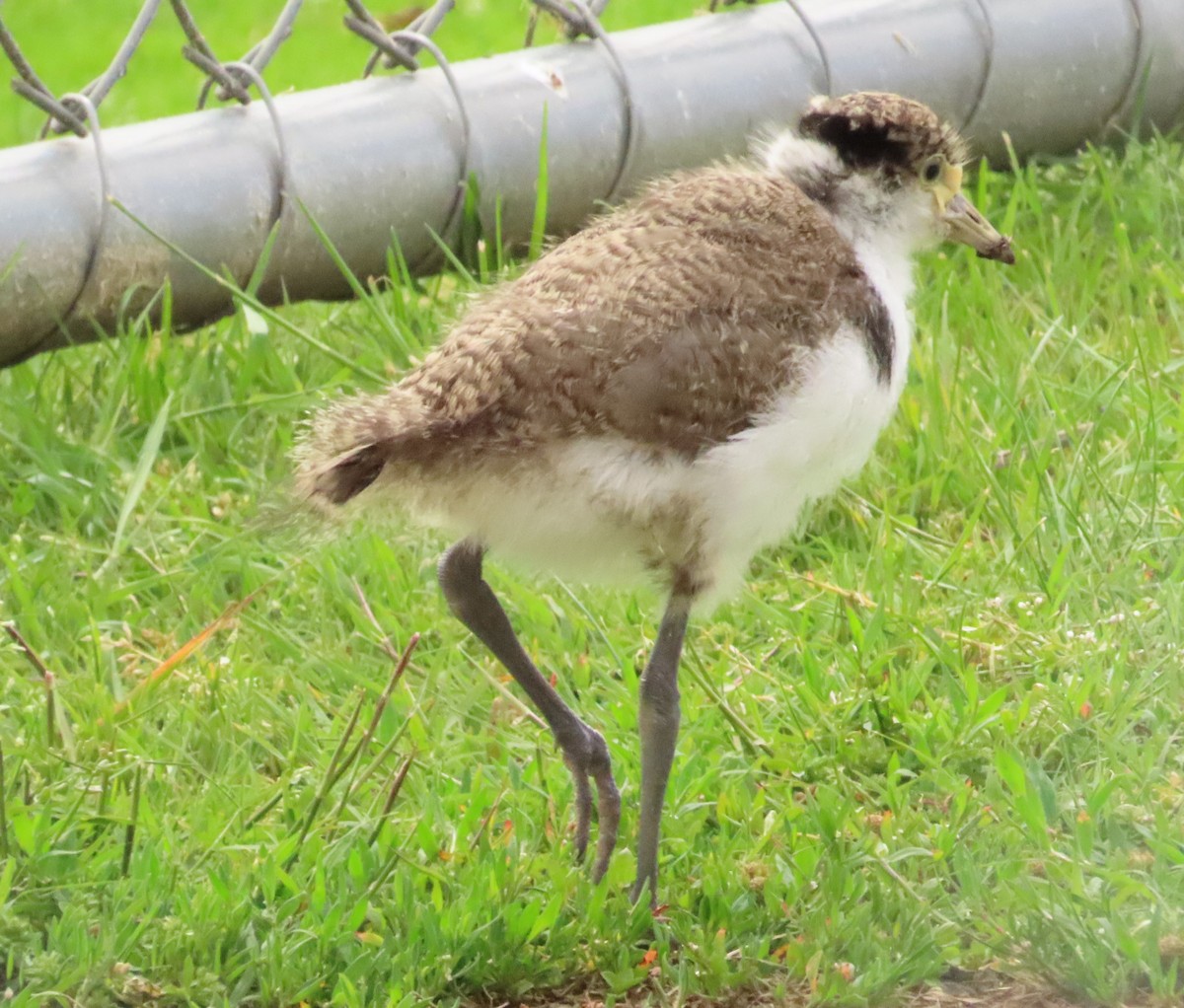 Masked Lapwing - ML611895913