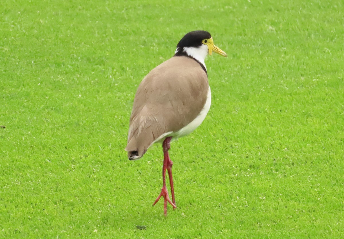 Masked Lapwing - ML611895914