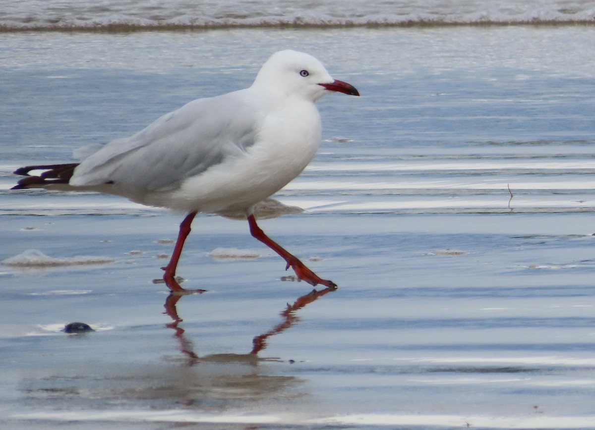 Silver Gull - ML611895920