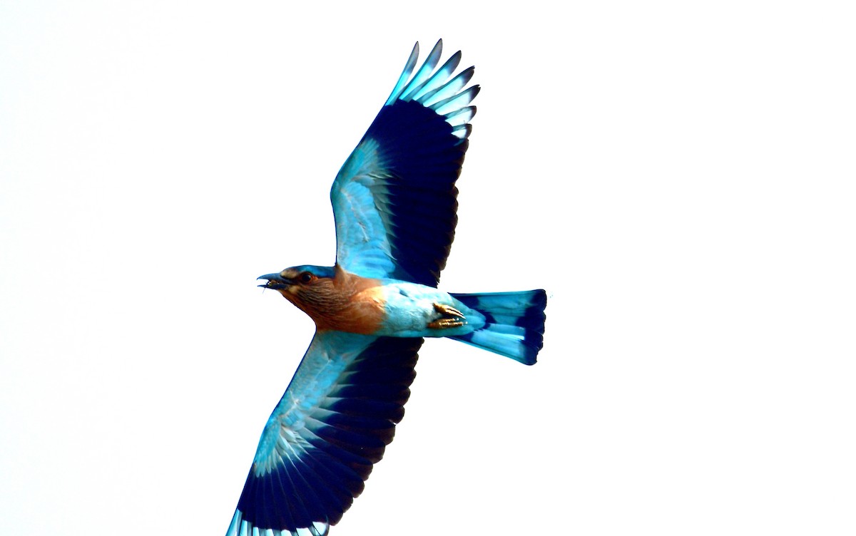 Hint Gökkuzgunu - ML611895978