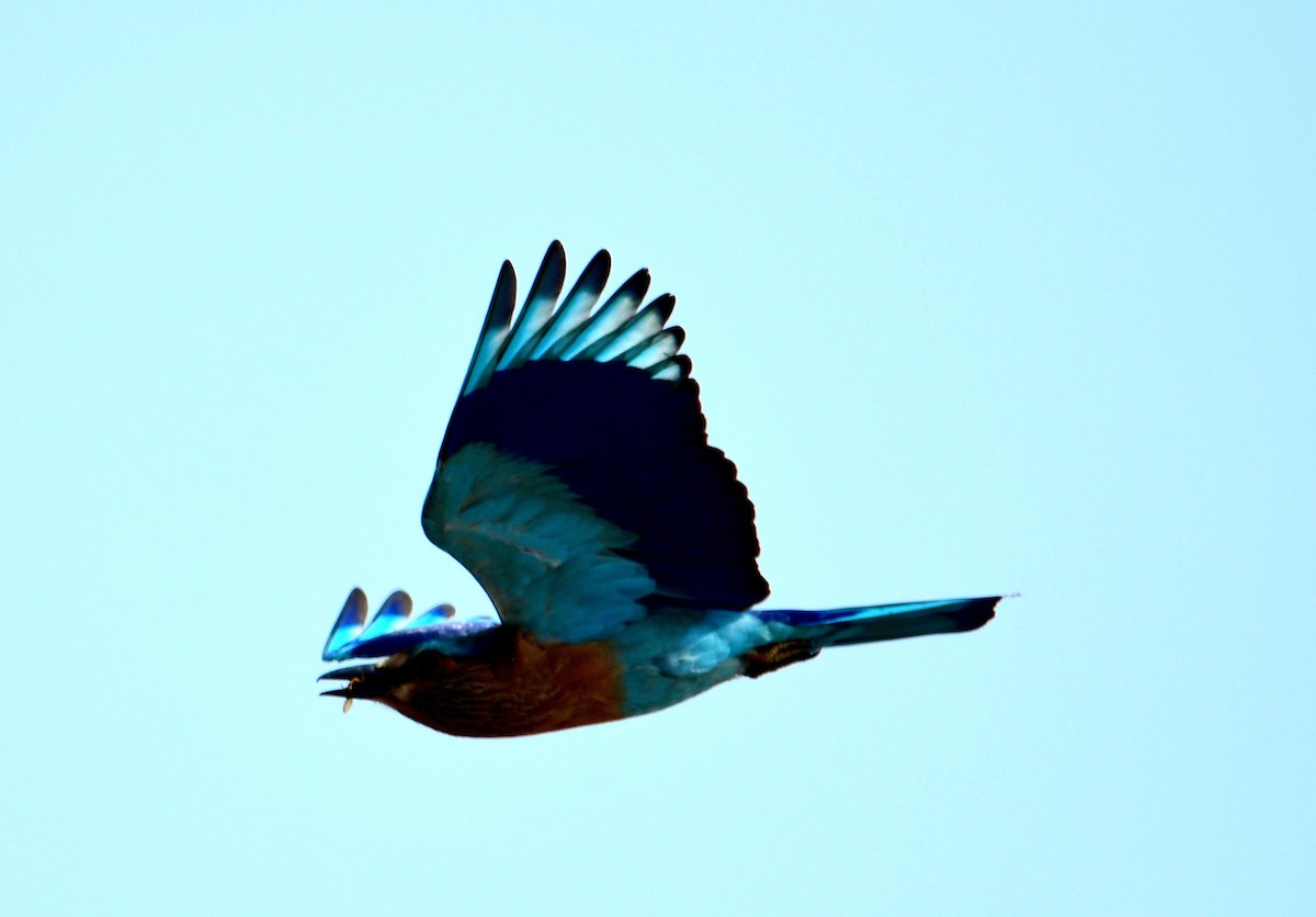 Hint Gökkuzgunu - ML611895986