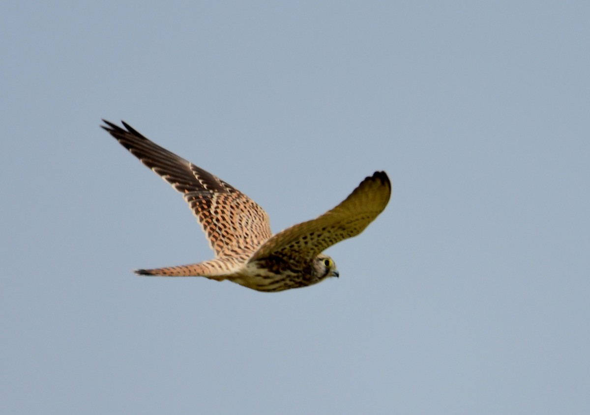 Kerkenez - ML611896002