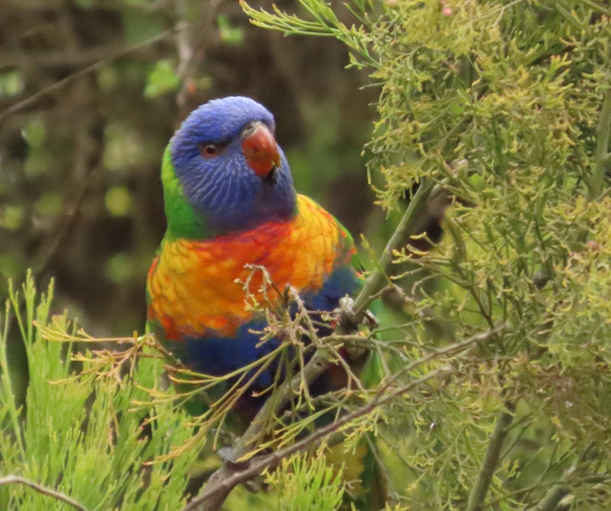 Rainbow Lorikeet - ML611896004