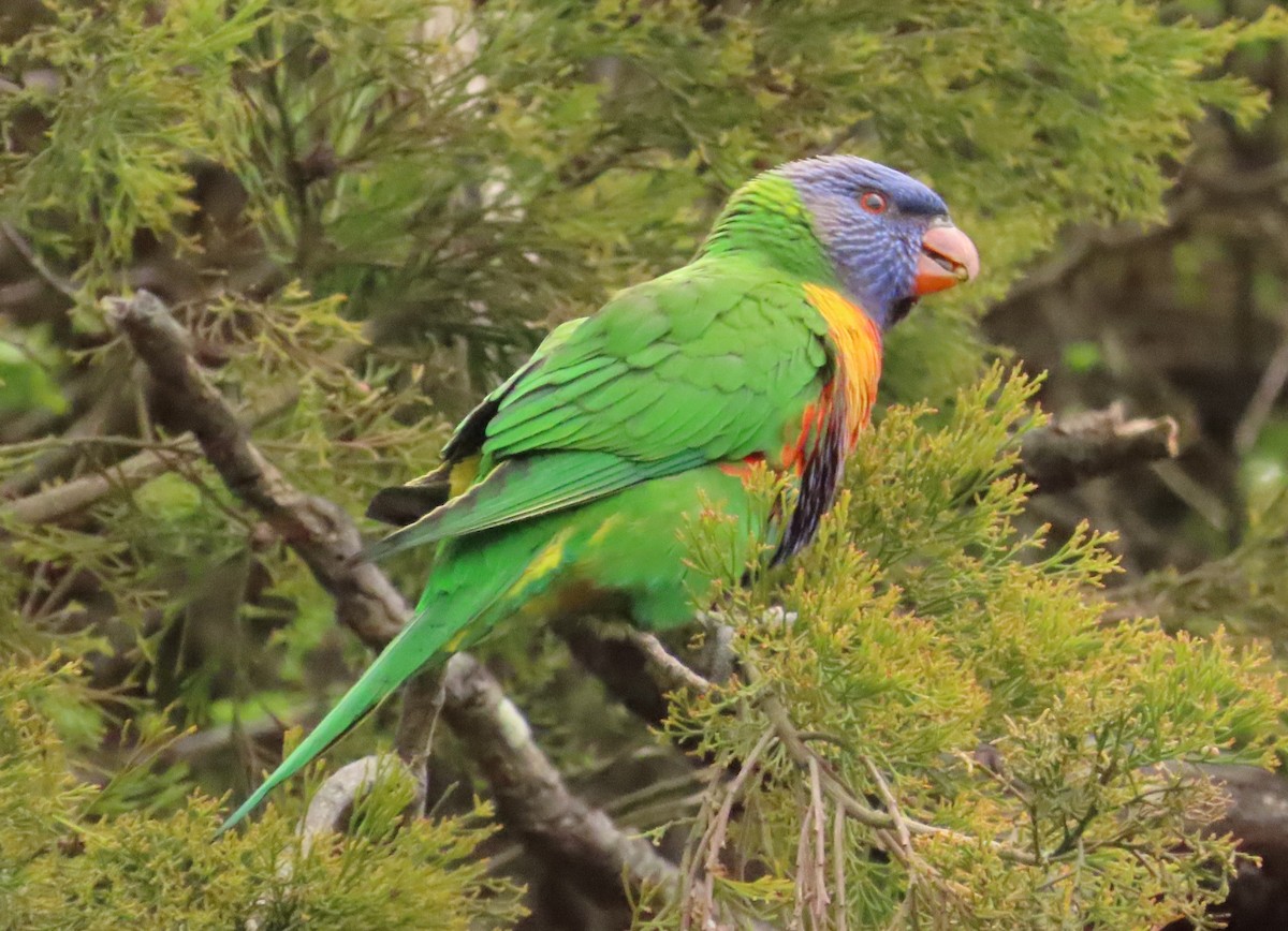 Rainbow Lorikeet - Anonymous