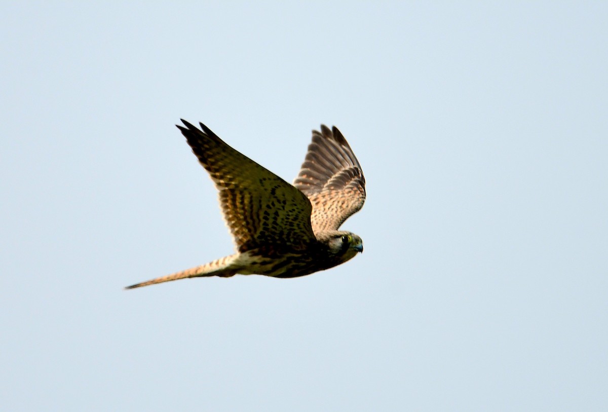 Kerkenez - ML611896021