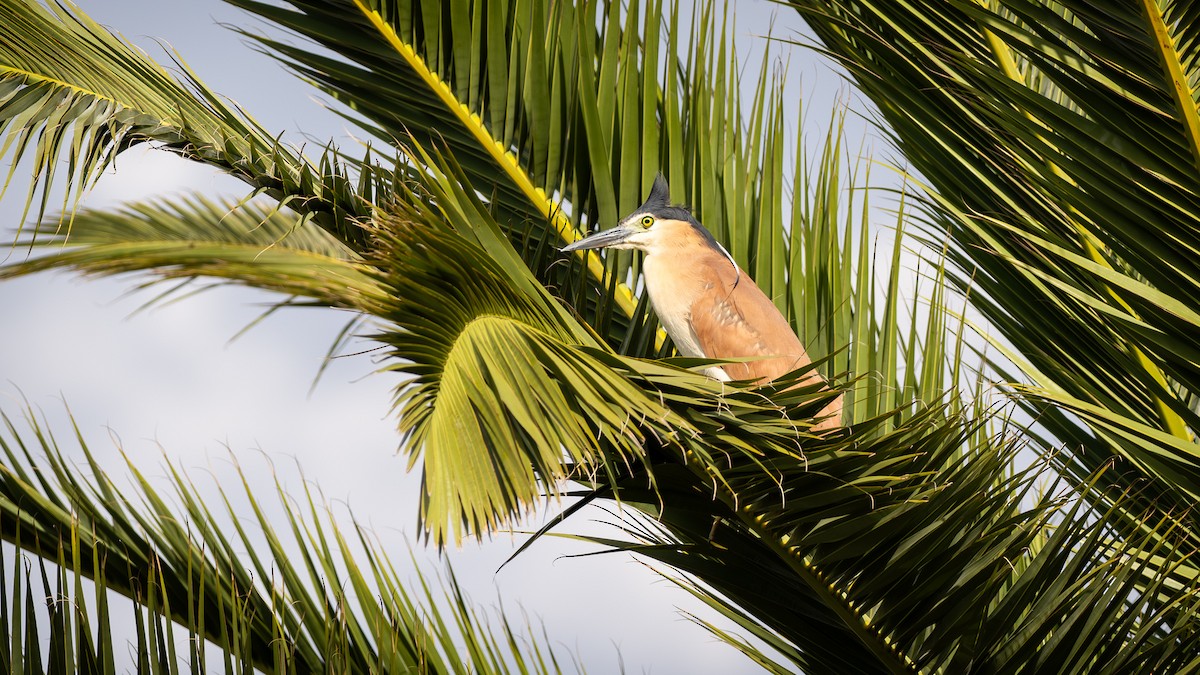 Nankeen Night Heron - Jeremy Daalder