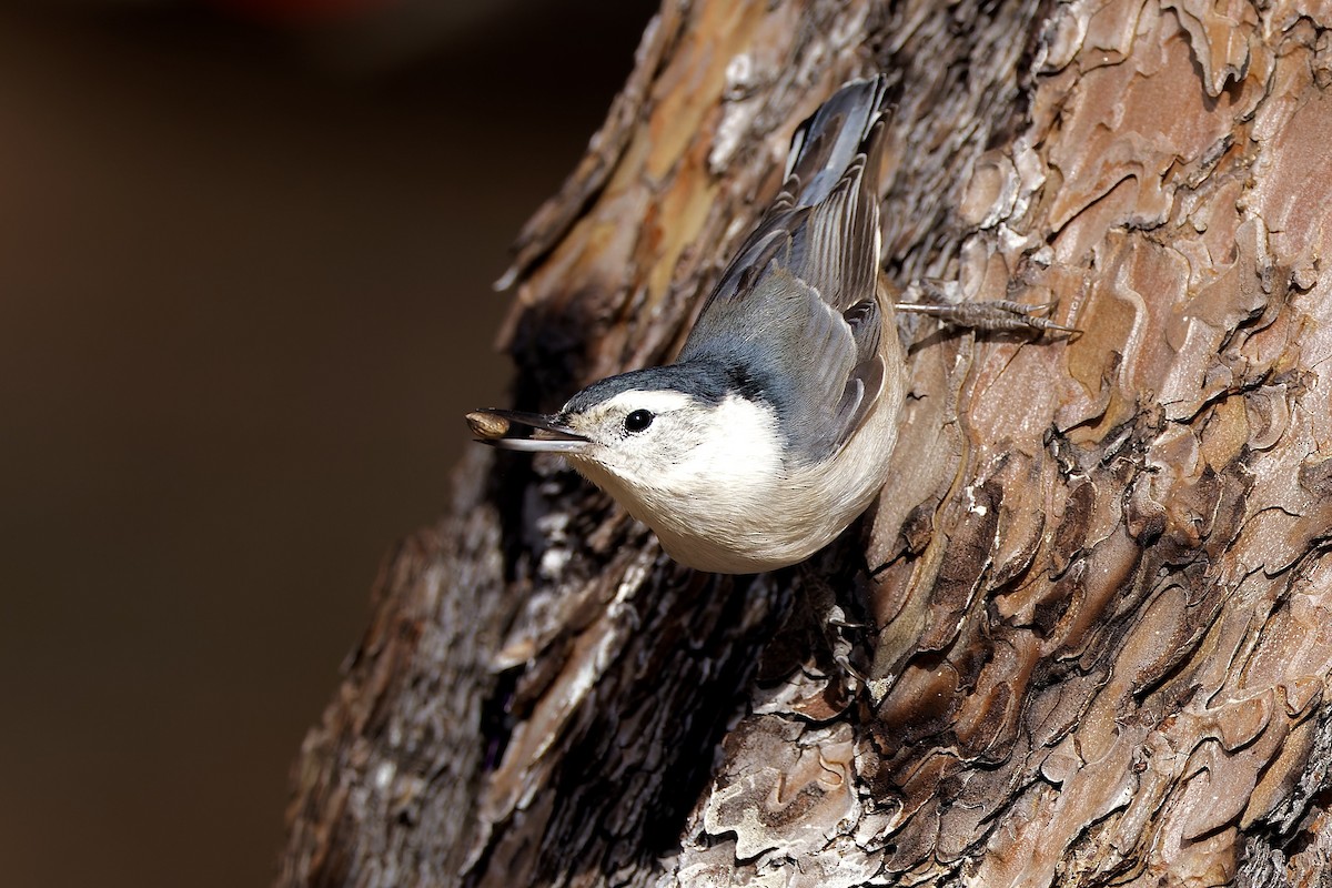 White-breasted Nuthatch - ML611896125
