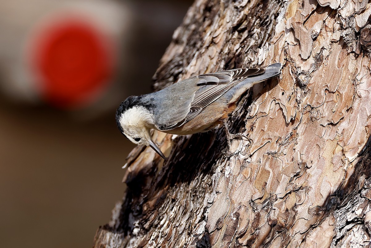 White-breasted Nuthatch - ML611896127