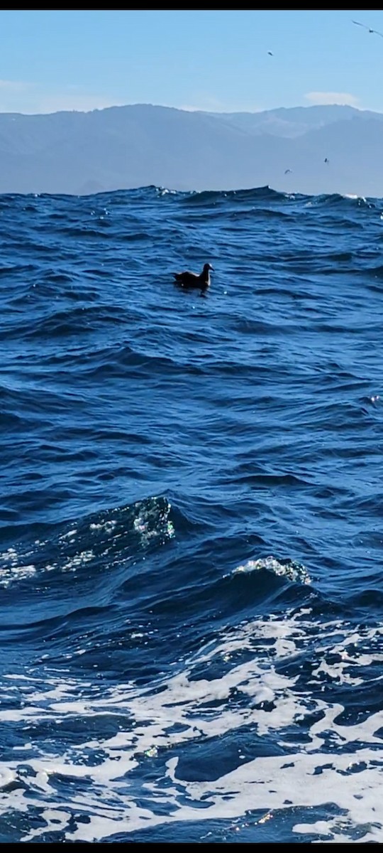 Black-footed Albatross - ML611896129