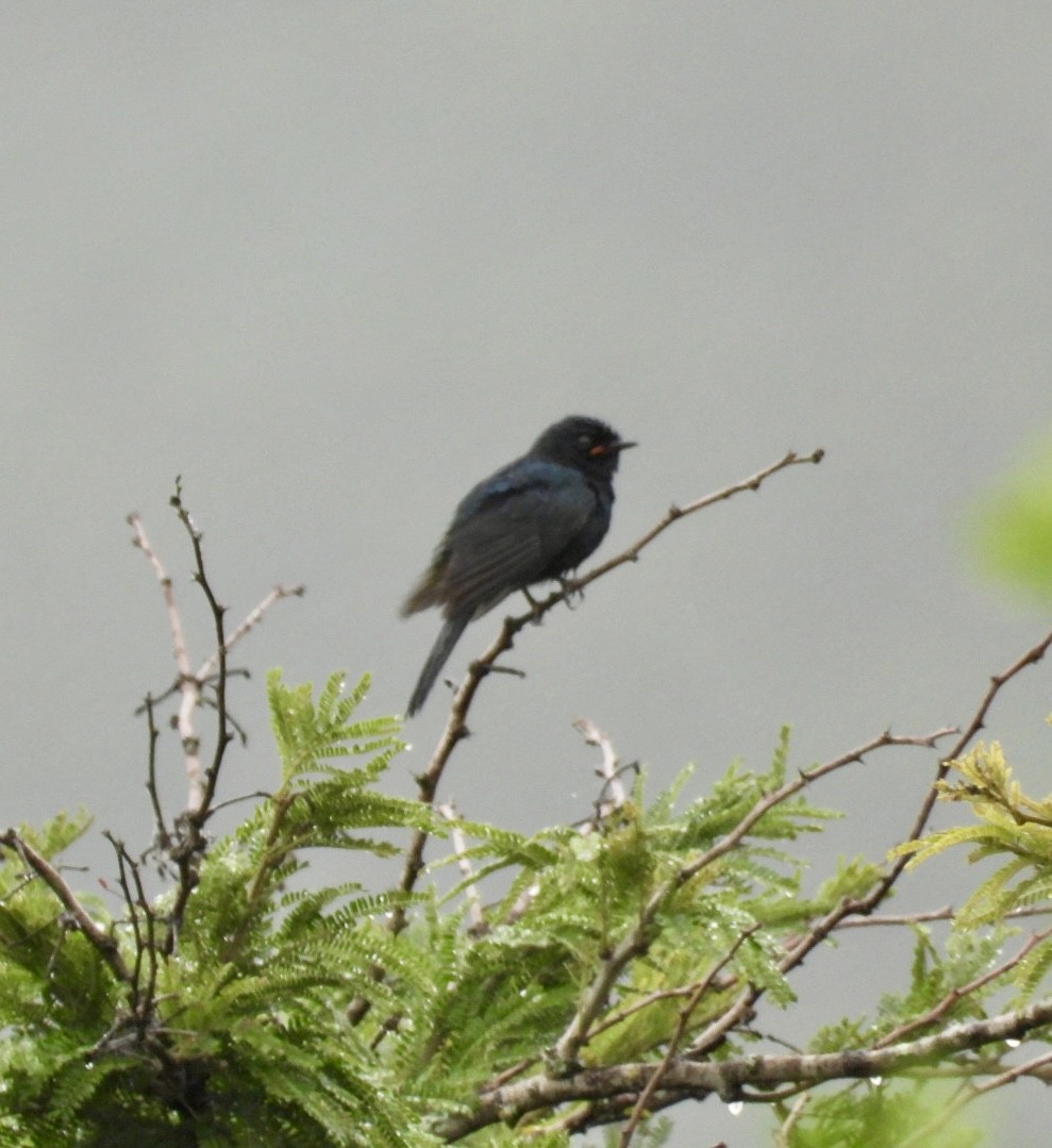 Black Cuckooshrike - ML611896162