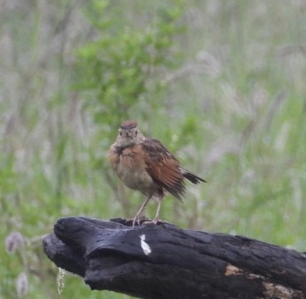 Rufous-winged Cisticola - ML611896169