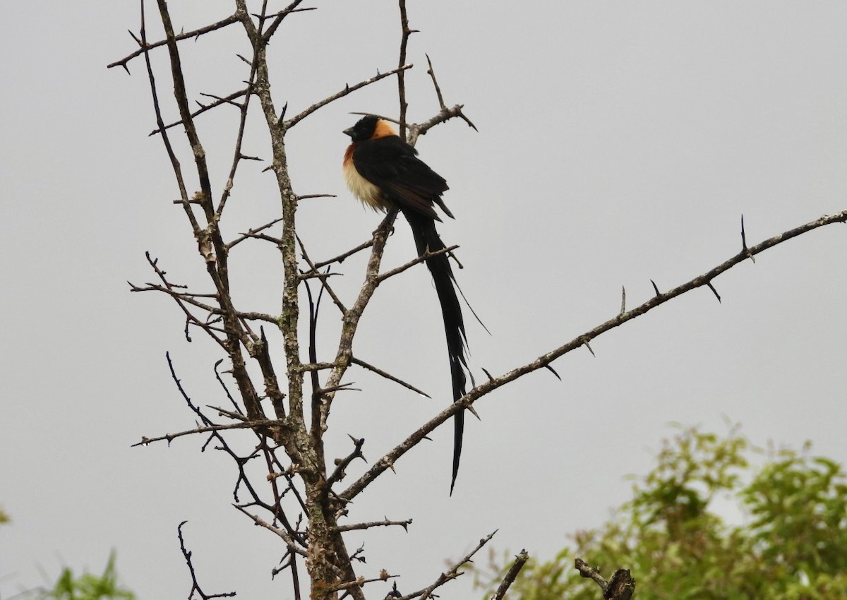 Red-cowled/Red-collared Widowbird - ML611896186