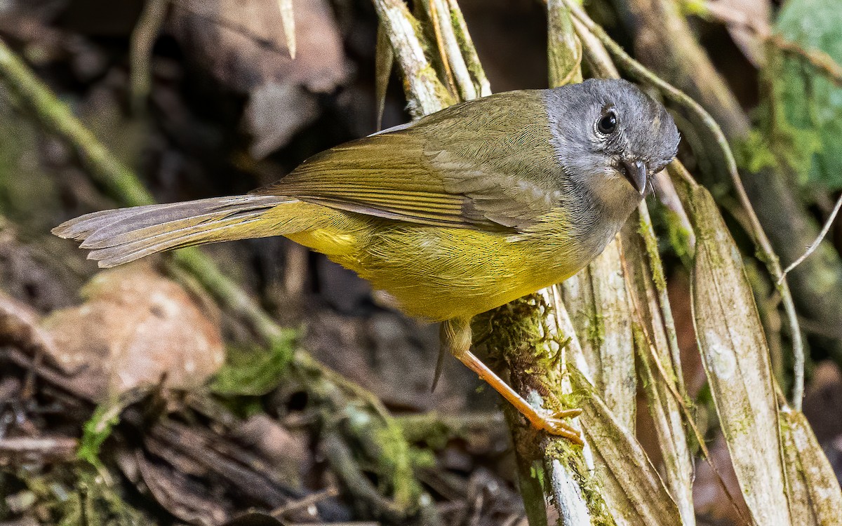 Graukehl-Waldsänger - ML611896188