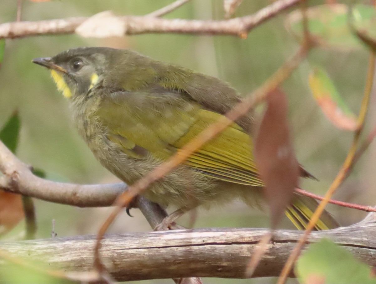 Yellow-throated Honeyeater - Anonymous