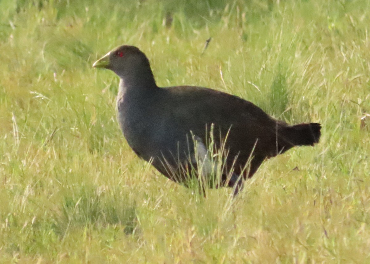 Tasmanian Nativehen - ML611896232