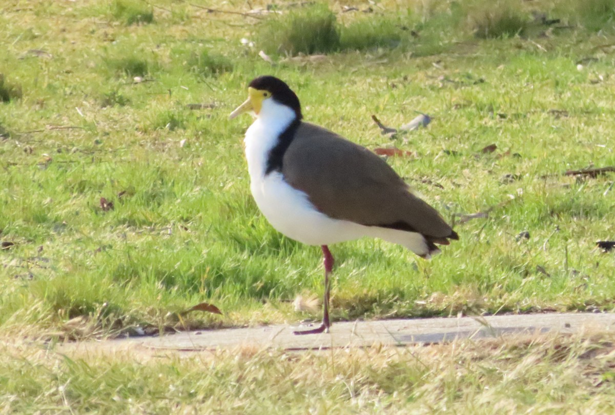 Masked Lapwing - ML611896237