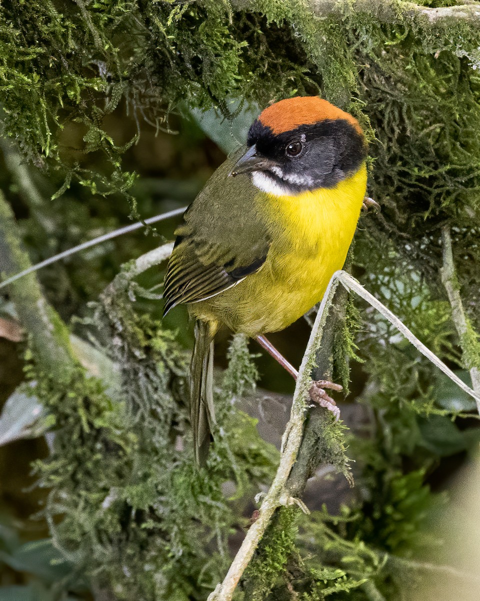 Weißbart-Buschammer (albofrenatus) - ML611896284