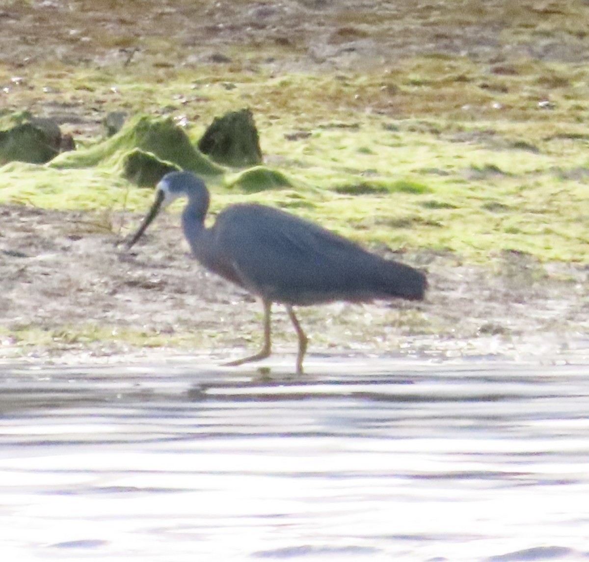 White-faced Heron - ML611896299