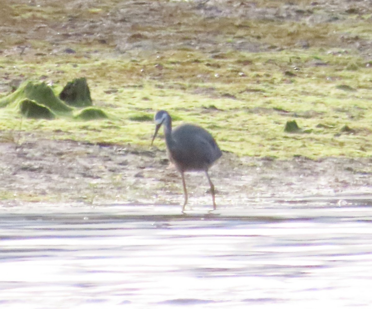 White-faced Heron - ML611896300