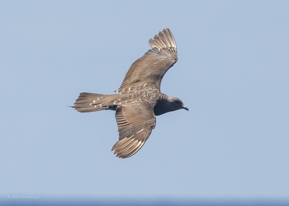 Parasitic Jaeger - Jack Armstrong