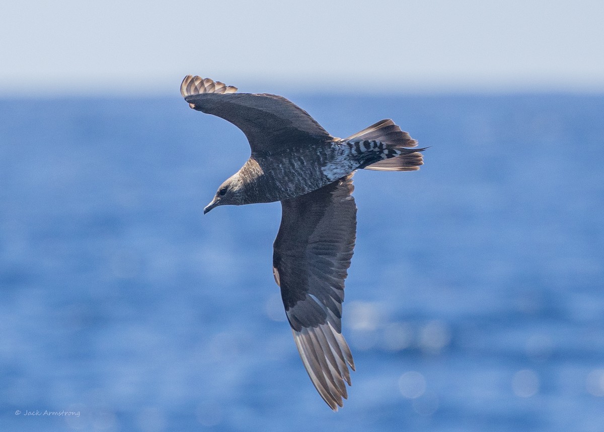 Parasitic Jaeger - Jack Armstrong