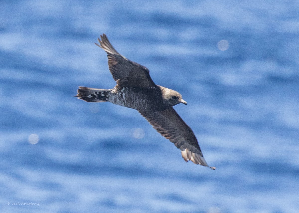 Parasitic Jaeger - Jack Armstrong