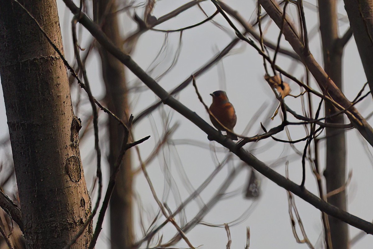 Common Chaffinch - ML611896538